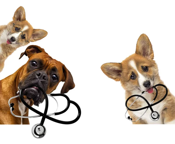 Veterinario cane tiene stetoscopio tra i denti — Foto Stock