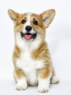 komik köpek yavrusu oturma ve izliyor