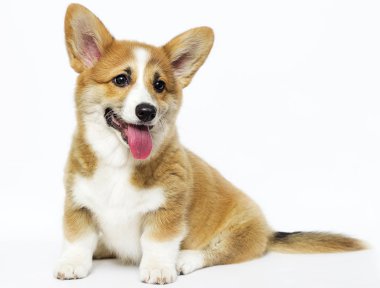 komik köpek yavrusu oturma ve izliyor