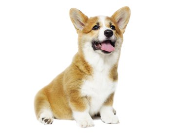komik köpek yavrusu oturur ve izole görünüyor