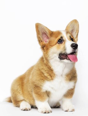 komik galce corgi köpek yavrusu oturur ve bakmak