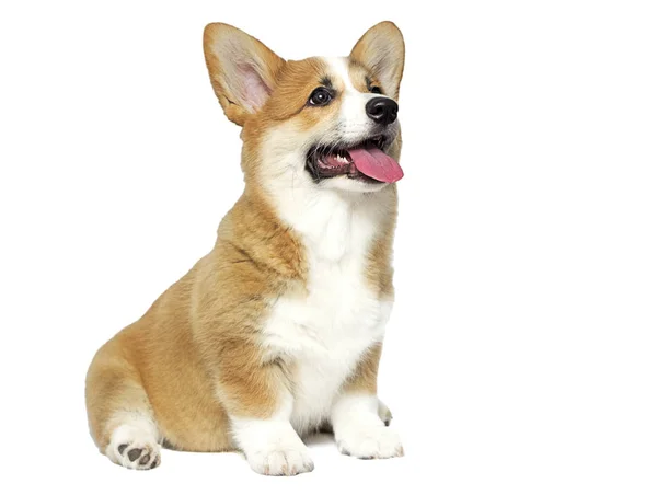 Funny welsh corgi puppy looks isolated — Stock Photo, Image