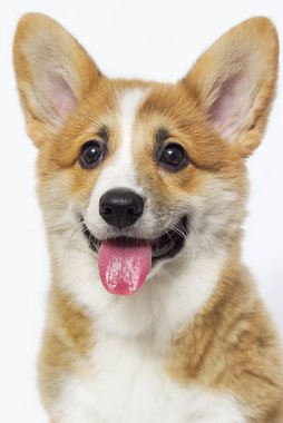 Şirin Galler mantar yavrusu gülüşü