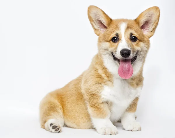 Bonito galês corgi filhote de cachorro sorrisos — Fotografia de Stock