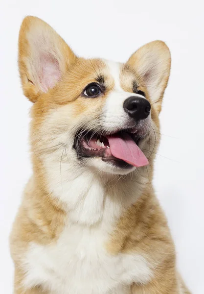 Cute puppy looks sideways, welsh corgi breed — Stock Photo, Image