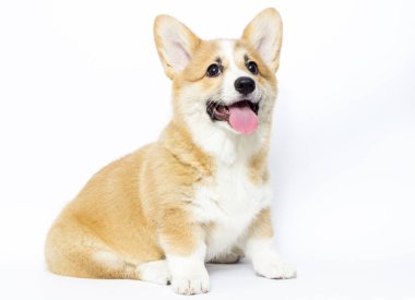 komik köpek yavrusu oturma ve izliyor