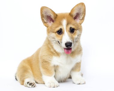 komik köpek yavrusu oturma ve izliyor
