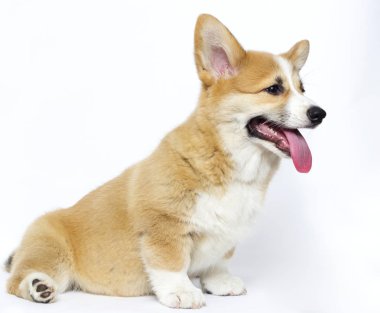köpek yavrusu yan lara bakıyor, galler corgi
