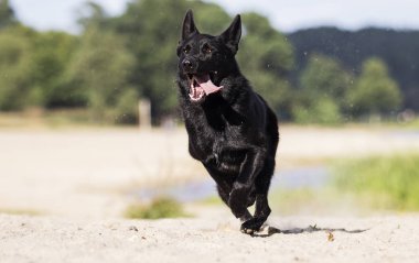siyah alman çoban köpeği nehir kıyısı boyunca çalışır