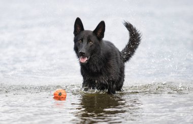 ıslak siyah çoban köpeği plaj boyunca çalışır