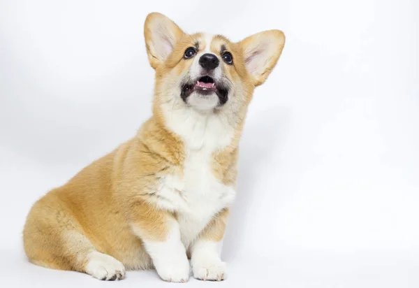 Cachorrinho olhando para cima, galês corgi — Fotografia de Stock