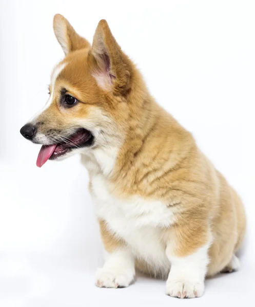 Filhote de cachorro engraçado sentado e assistindo — Fotografia de Stock