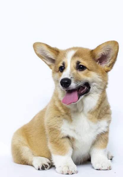 Lindo galés corgi cachorro sonrisas — Foto de Stock