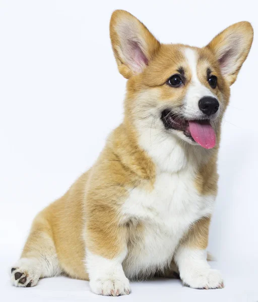 Bonito galês corgi filhote de cachorro sorrisos — Fotografia de Stock