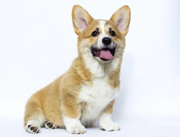 Lindo galés corgi cachorro sonrisas — Foto de Stock