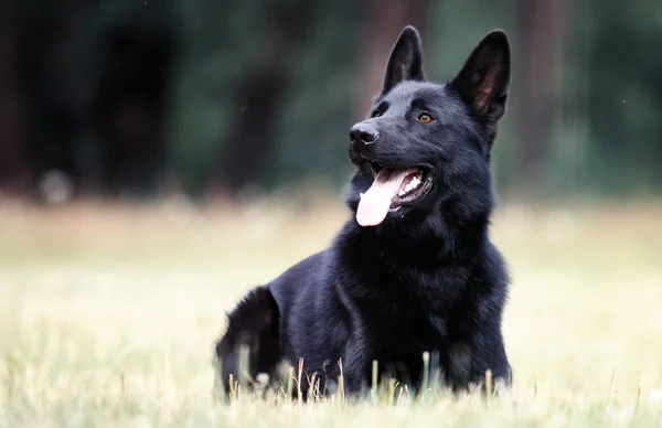 Schwarzer deutscher Hund liegt auf dem Gras — Stockfoto