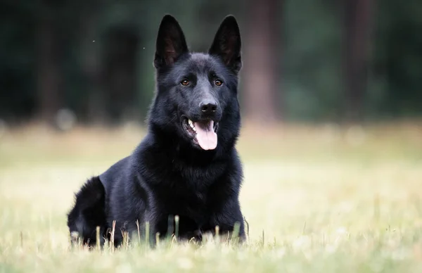 Preto alemão cão deitado no o grama — Fotografia de Stock