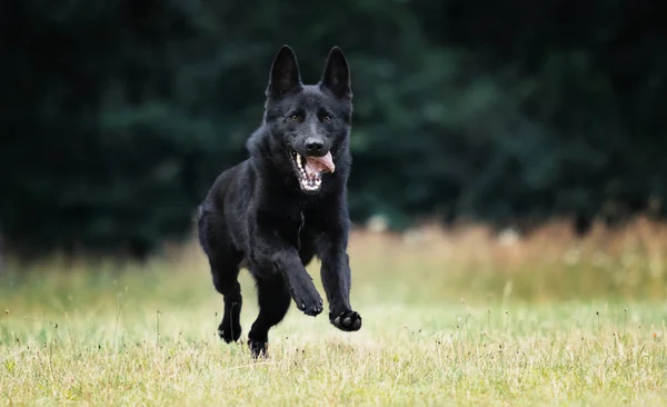 Pies czarny Owczarek niemiecki skoki na trawie — Zdjęcie stockowe