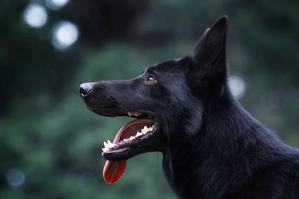 Πορτραίτο ενός μαύρου Γερμανού βοσκού σκύλου — Φωτογραφία Αρχείου