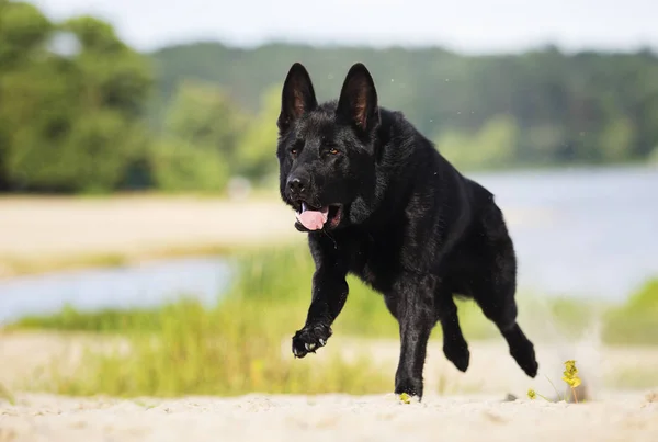 Schwarzer Schäferhund läuft am Ufer entlang — Stockfoto