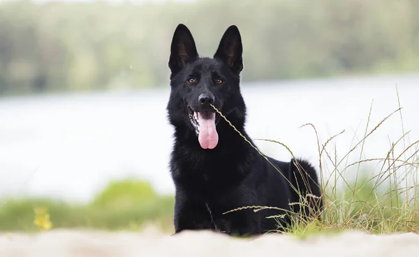 Perro pastor alemán negro acostado en la arena en la playa —  Fotos de Stock