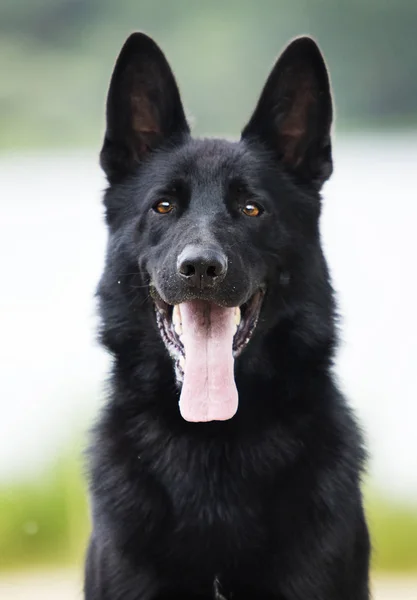 Portrait of a black german shepherd dog — Stock Photo, Image