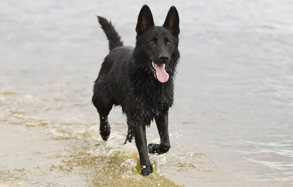 Cão pastor preto molhado banha-se em um spray de água na praia — Fotografia de Stock