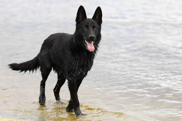 Υγρός μαύρος ποιμένας σκύλος τρέχει κατά μήκος της παραλίας — Φωτογραφία Αρχείου