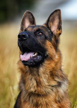 çimenler üzerinde bir Alman çoban köpeği portresi