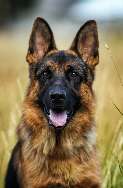 Retrato de um cão pastor alemão na grama — Fotografia de Stock