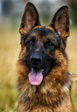 çimenler üzerinde bir Alman çoban köpeği portresi