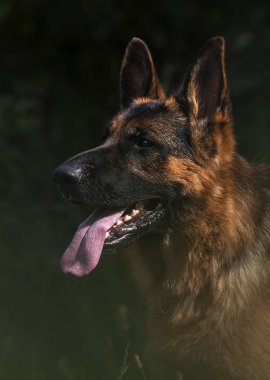 çimenler üzerinde bir Alman çoban köpeği portresi