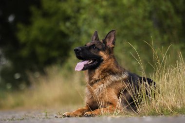 Alman çoban köpek çim