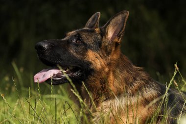 çimenler üzerinde bir Alman çoban köpeği portresi