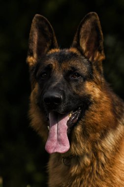 çimenler üzerinde bir Alman çoban köpeği portresi