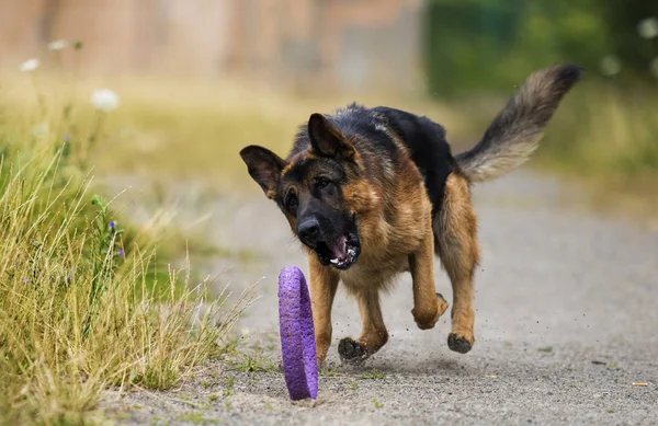 Dog running after a toy — Stock Photo, Image