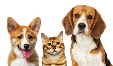 görünümlü köpeklerin portresi