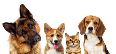 beyaz bir arka plan üzerinde bakan köpeklerin portresi