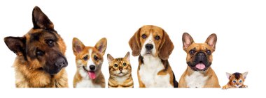 beyaz bir arka plan üzerinde bakan köpeklerin portresi