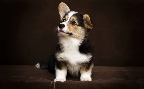 Cachorrinho pequeno bonito, galês corgi — Fotografia de Stock