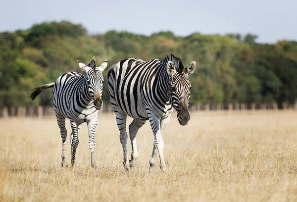 Zebra jde na trávu — Stock fotografie