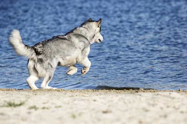 海の岸で走るアラスカマラミュート犬 — ストック写真