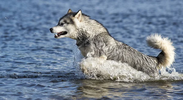 Собака біжить на пляжі біля моря в бризку води — стокове фото