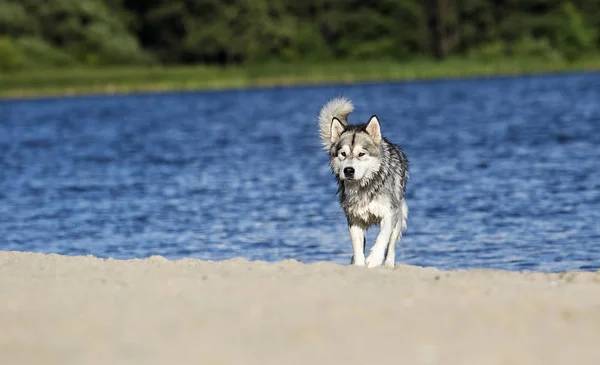 アラスカマラミュート犬は海のビーチで走ります — ストック写真