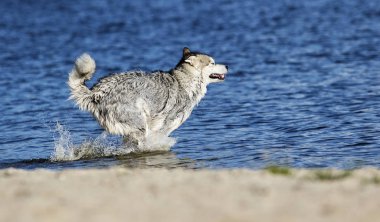 Alaskan Malamute köpek bir sprey deniz tarafından sahilde çalışır 
