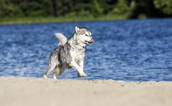 Alaskan Malamute perro corre en la playa en un spray de agua — Foto de Stock