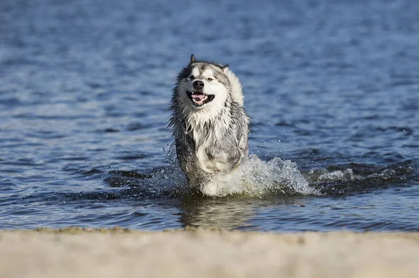 犬は水のスプレーで海の辺のビーチで走る — ストック写真