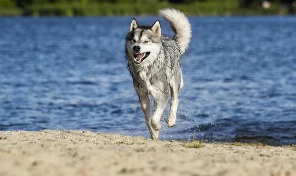 Cane corre sulla spiaggia in riva al mare in uno spruzzo d'acqua — Foto Stock