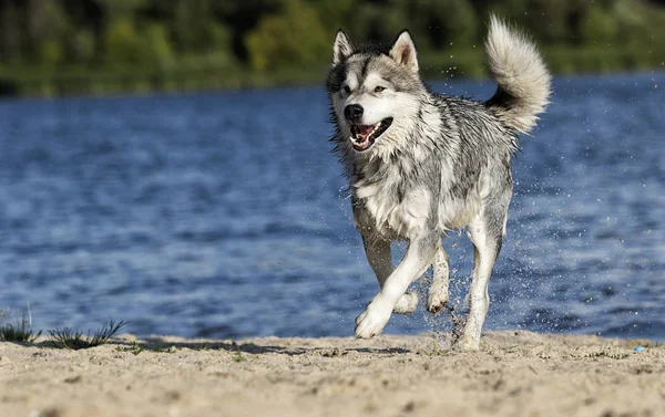 Malamute perro corre en la playa por el mar en un chorro de agua —  Fotos de Stock