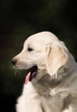 küçük sevimli köpek yavrusu cins Golden Retriever